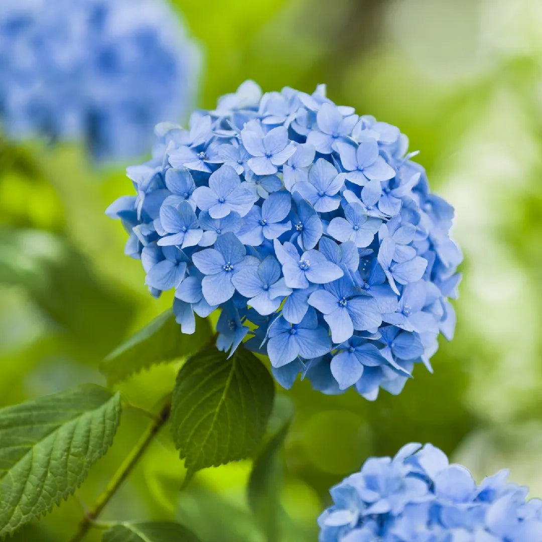 Blue Geranium Pelargonium Flower Seeds for Planting Cut Flower Favorite Heirloom & GMO Free Seeds for Home Garden
 
 Sale