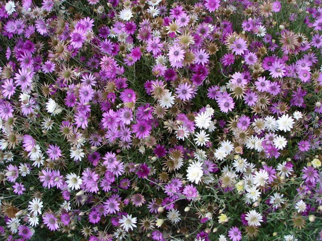 Mixed Xeranthemum Annum Flower seeds for Planting - Colorful Display, Heirloom & GMO Free Seeds for Home Garden