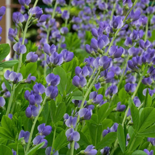 Blue False Indigo Flower seeds for Planting - Easy to Grow, Heirloom & GMO Free Seeds for Home Garden