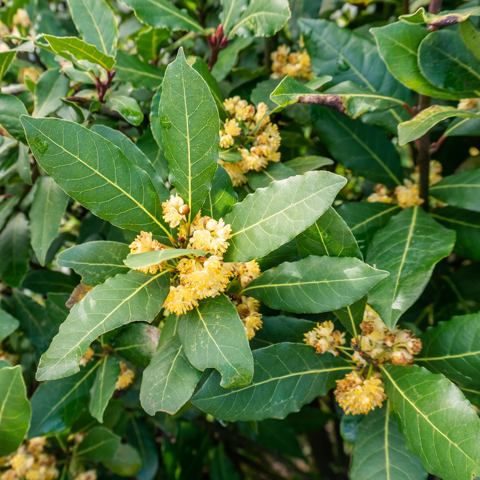 Laurus Nobilis Flower seeds for Planting - Sun Loving, Heirloom & GMO Free Seeds for Home Garden