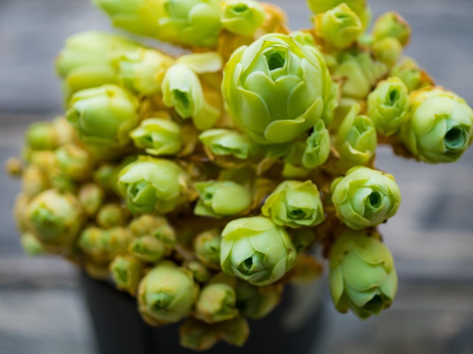 Green Aeonium Greenovia Seeds for Easy Planting