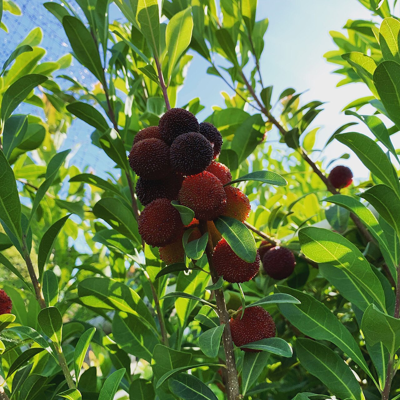Black Myrica Rubra Seeds for Planting | Premium Fruit Seeds