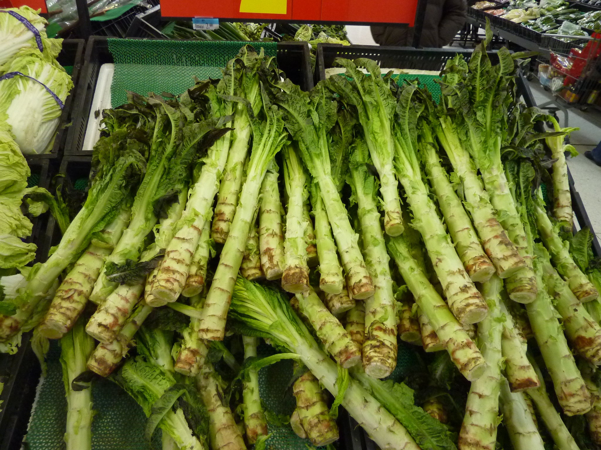 Celtuce Seeds for Planting | Grow Your Own Vegetable