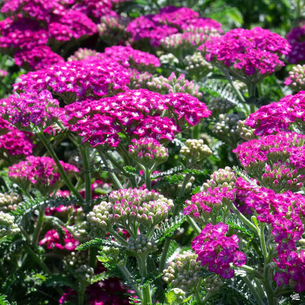 Pink Achillea Yarrow Flower seeds for Planting - Premium Quality, Heirloom & GMO Free Seeds for Home Garden