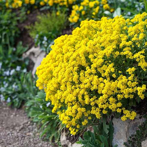 Non GMO Yellow Aurinia seeds