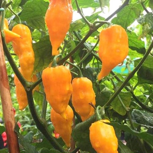 Yellow Brain Strain Pepper Planting Seeds