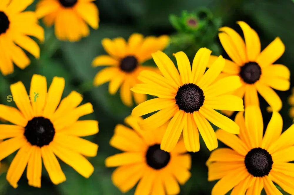 Yellow Black-Eyed Susan planting seeds