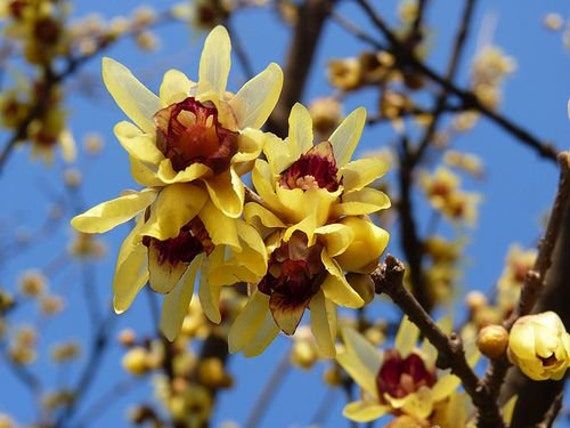 Fragrant Yellow Chimonanthus winter blooming plant