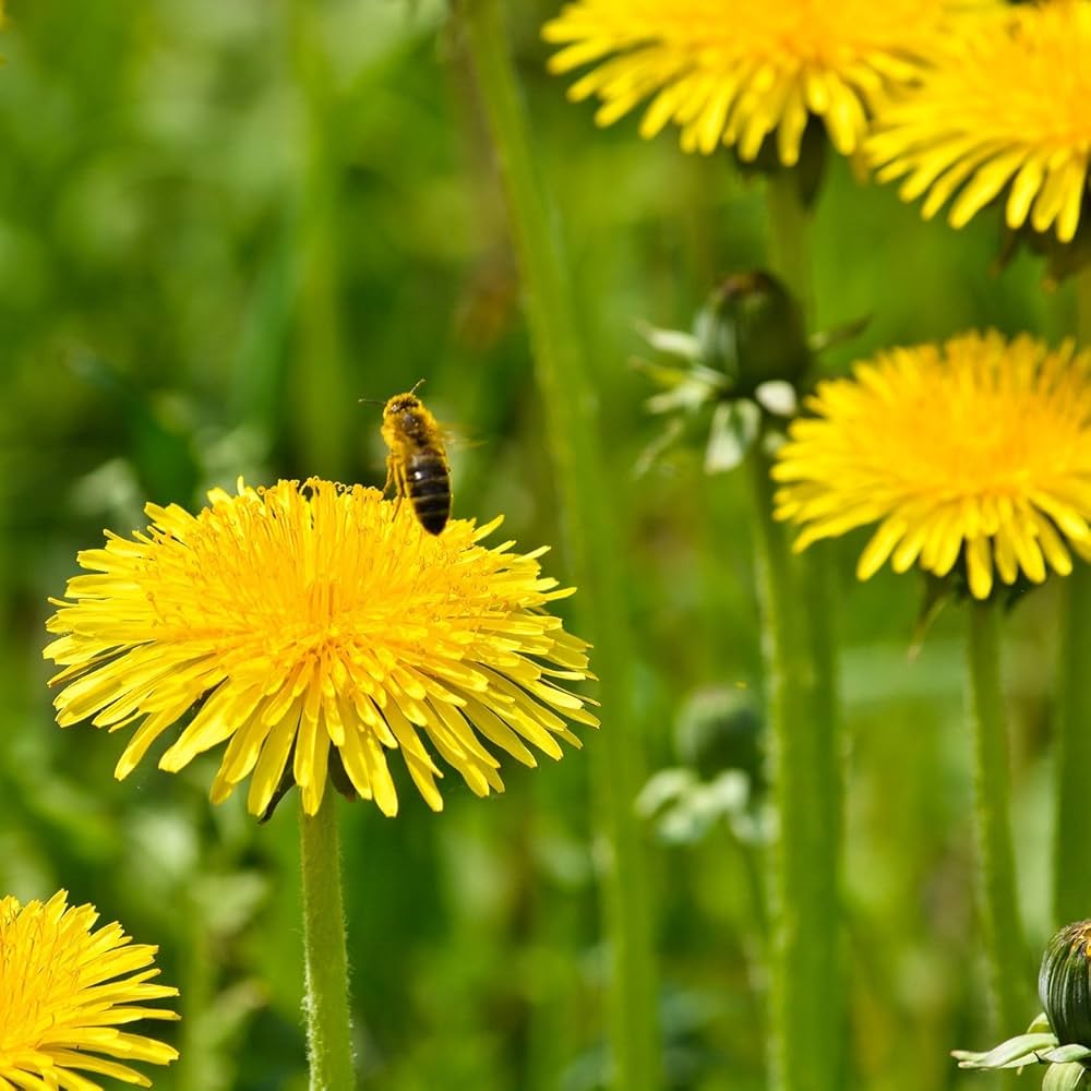 Yellow Dandelion grown as herbal plant