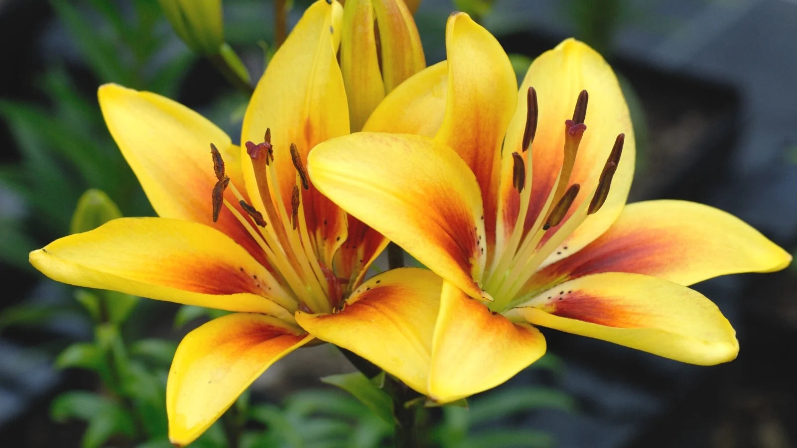 Yellow Red Lilium Flower seeds for Planting - Hardy Variety, Heirloom & GMO Free Seeds for Home Garden