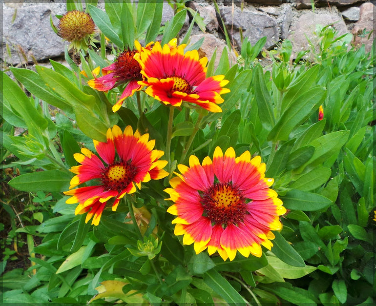Ornamental Yellow Orange Aristata for gardens