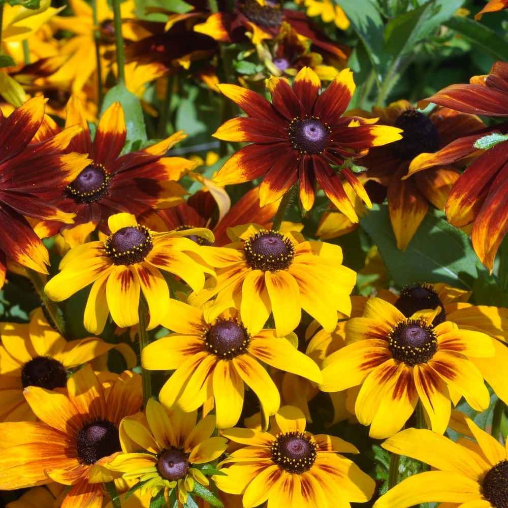 Yellow Rudbeckia in pollinator garden