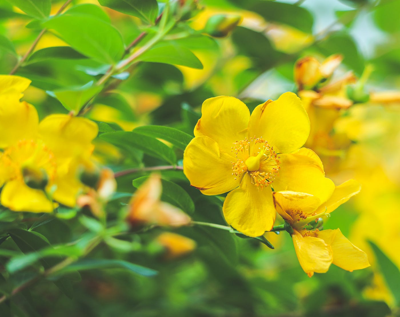 Non-GMO Yellow Senna seeds