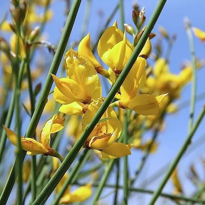 Yellow Spartium Junceum Seeds – Spanish Broom Tree Blooms