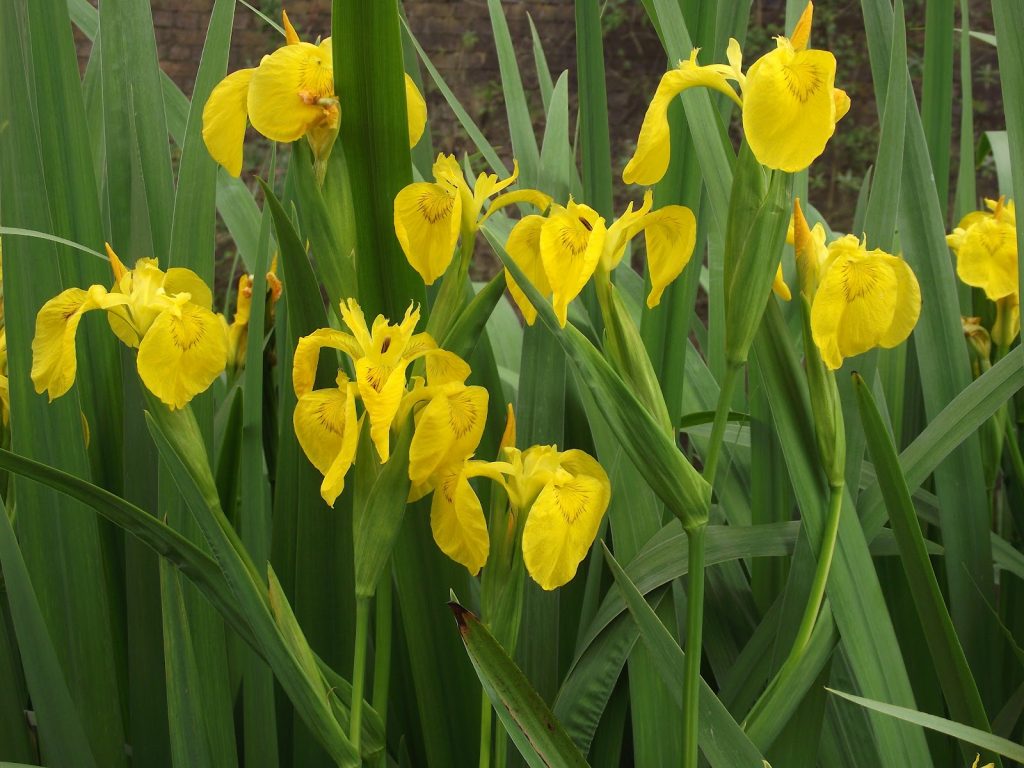 Flag Flower seeds for Planting - Wildflower Mix, Heirloom & GMO Free Seeds for Home Garden