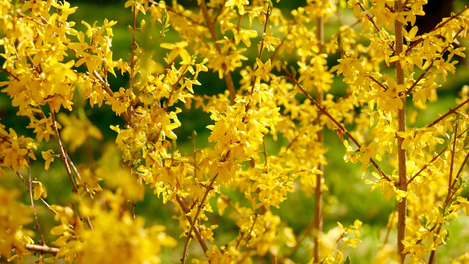Yellow Forsythia Flower Seeds Planting Guide