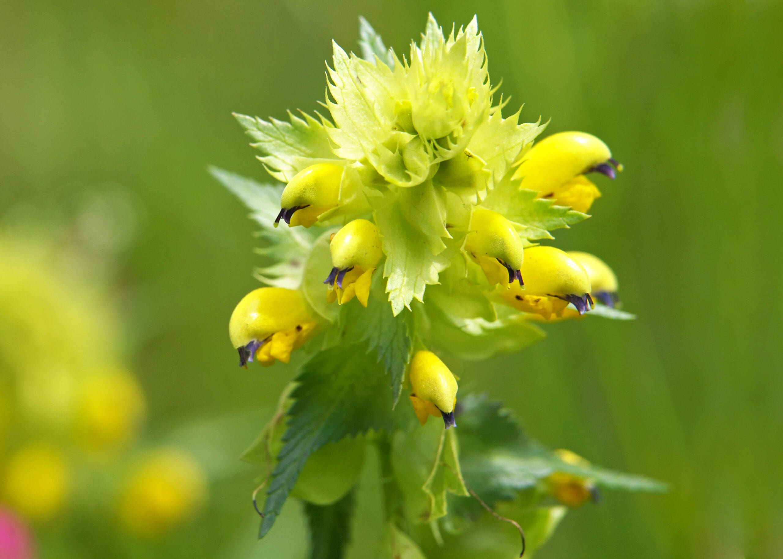 Yellow Rattle Flower Seeds for Planting