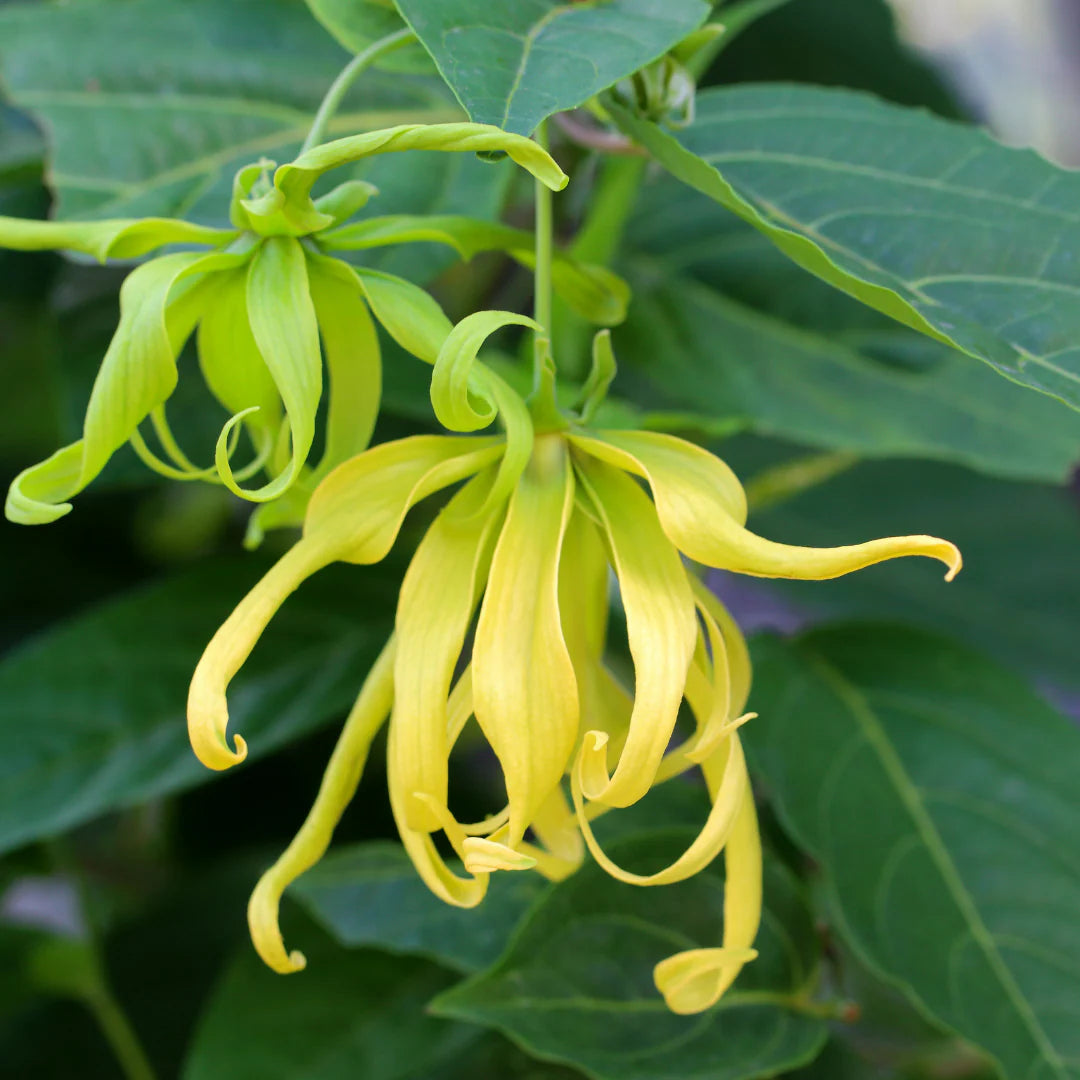 Cananga Odorata Flower seeds for Planting - Bright Blooms, Heirloom & GMO Free Seeds for Home Garden