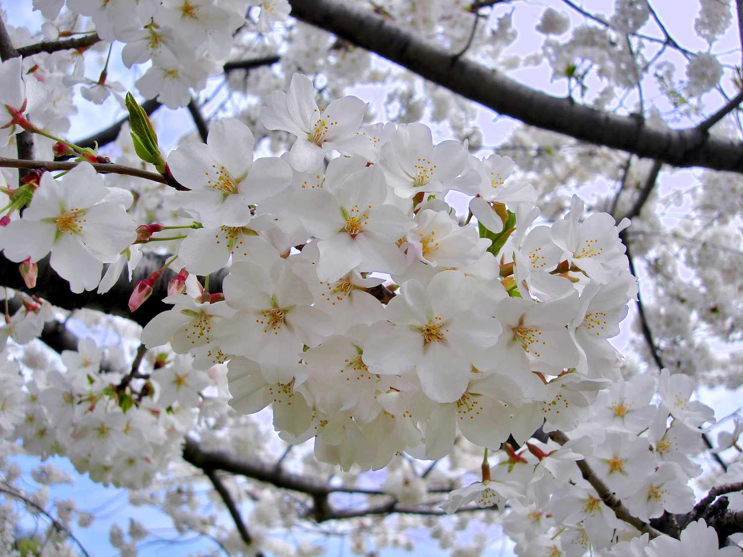 Yoshino Flower Seeds Planting