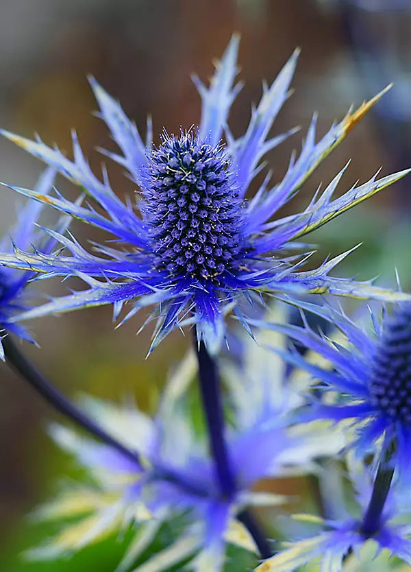 Eryngium Flower seeds for Planting - Garden Favorite, Heirloom & GMO Free Seeds for Home Garden