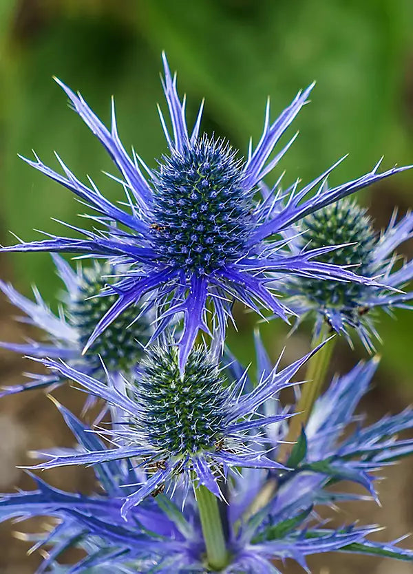 Eryngium Flower seeds for Planting - Garden Favorite, Heirloom & GMO Free Seeds for Home Garden