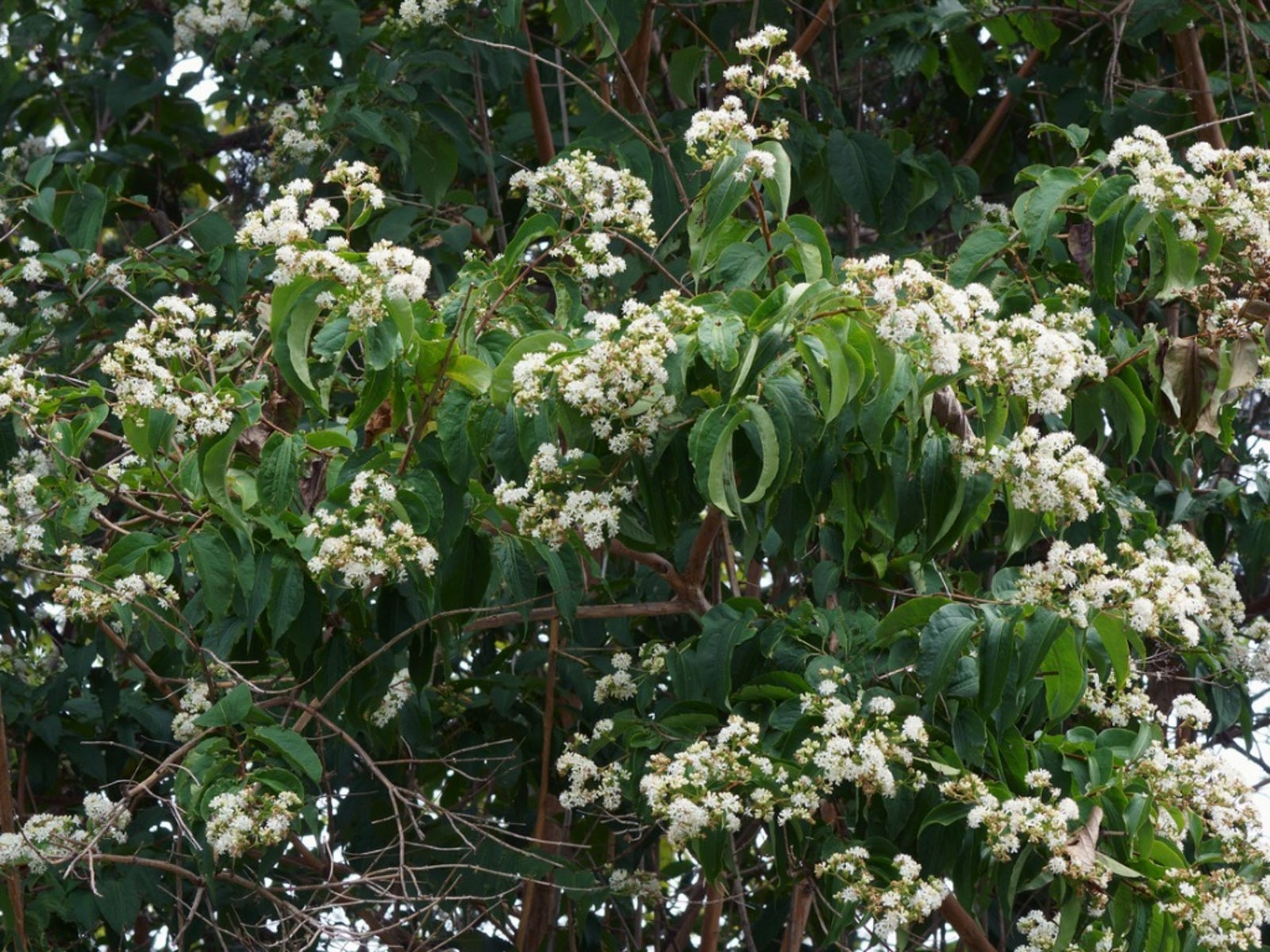 White Sevenson Flower Seeds for Planting