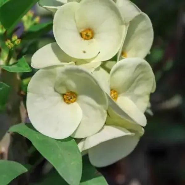 White Euphorbia Milii Flower seeds for Planting - Vibrant Colors, Heirloom & GMO Free Seeds for Home Garden