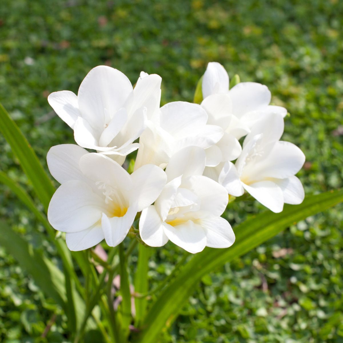 White Freesia Flower Seeds for Planting Hardy Variety Heirloom & GMO Free Seeds for Home Garden
 
 Sale