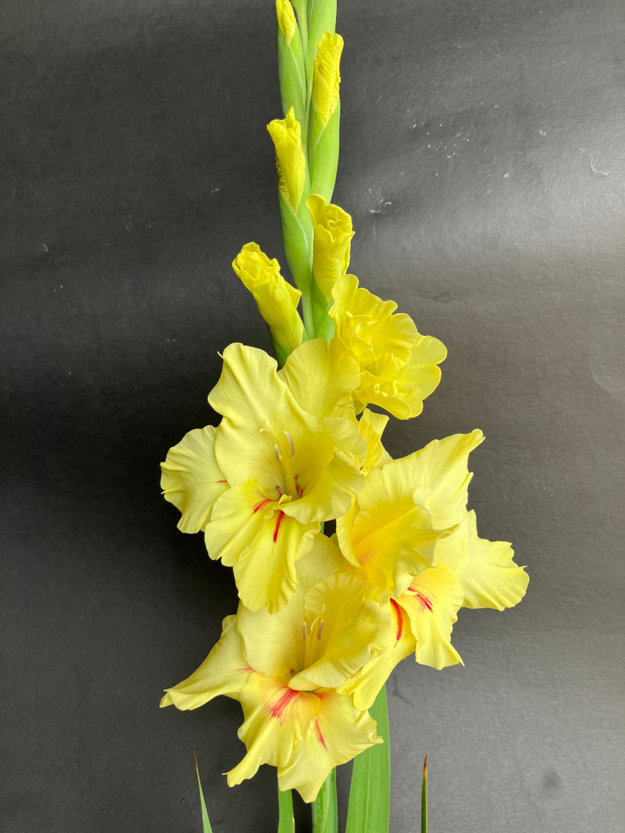 Yellow (Yellow White) seeds for planting in home garden