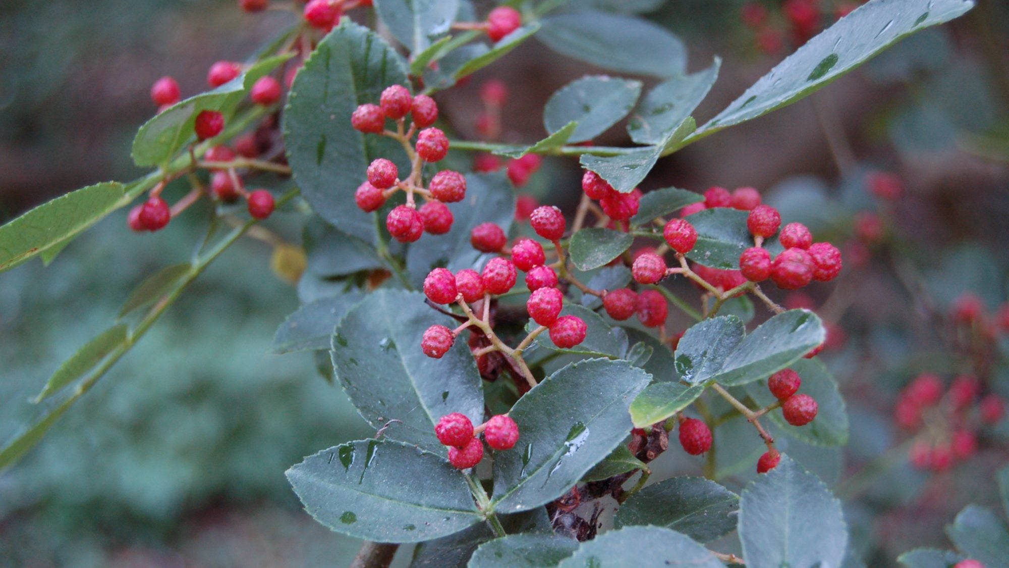 Zanthoxylum Bungeanum Plant Seeds Planting