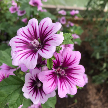 Malva Flower seeds for Planting - Seasonal Bloomer, Heirloom & GMO Free Seeds for Home Garden