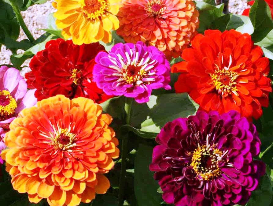 Zinnia Flower Seeds Orange Red Planting Bright
