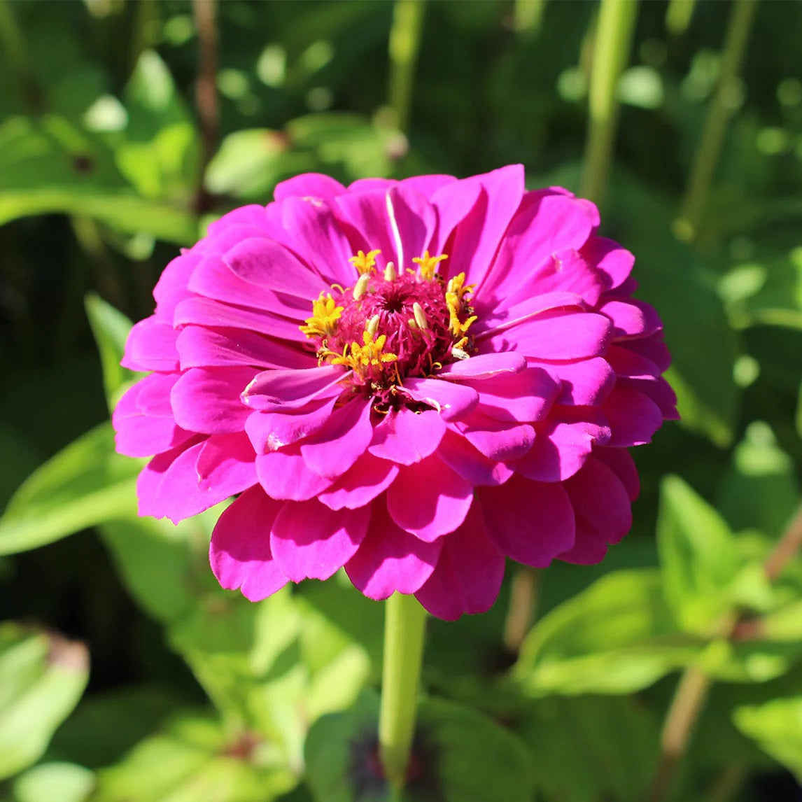 Purple Yellow Zinnia Flower seeds blooming in flower beds, containers, borders, and pollinator-friendly gardens