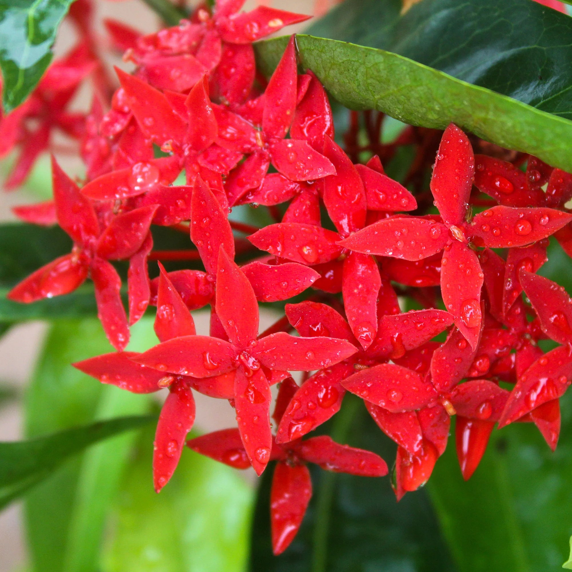 Coccinea Flower seeds for Planting - Low Maintenance, Heirloom & GMO Free Seeds for Home Garden