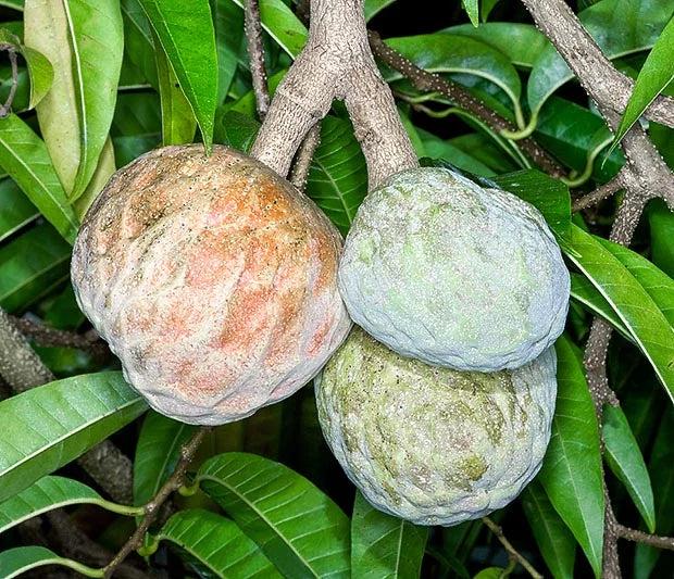 Annona Reticulata Seeds for Planting