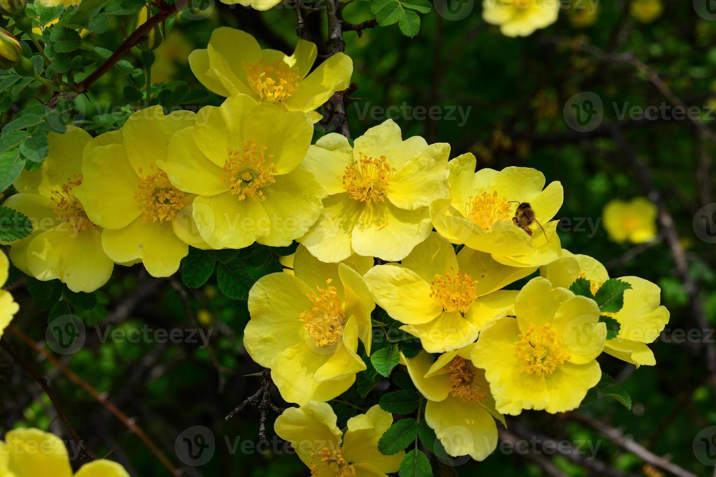 Yellow Xanthina Flower Seeds Planting Guide