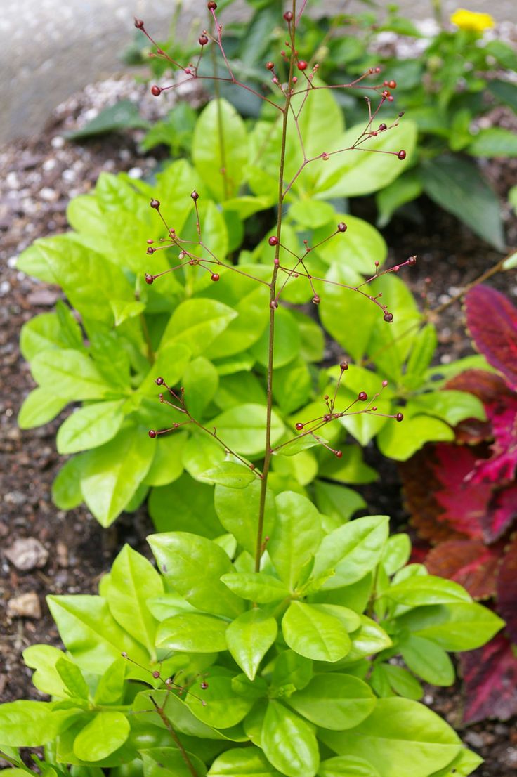 Talinum Paniculatum Flower seeds for Planting - Drought Tolerant, Heirloom & GMO Free Seeds for Home Garden
 
 Sale