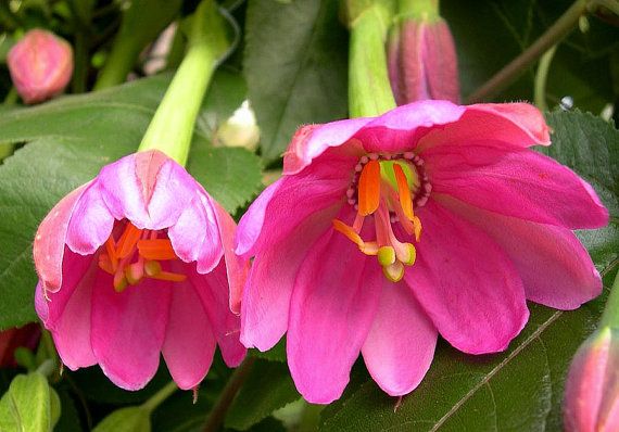 Pink Mollissima Flower seeds for Planting - Premium Quality, Heirloom & GMO Free Seeds for Home Garden