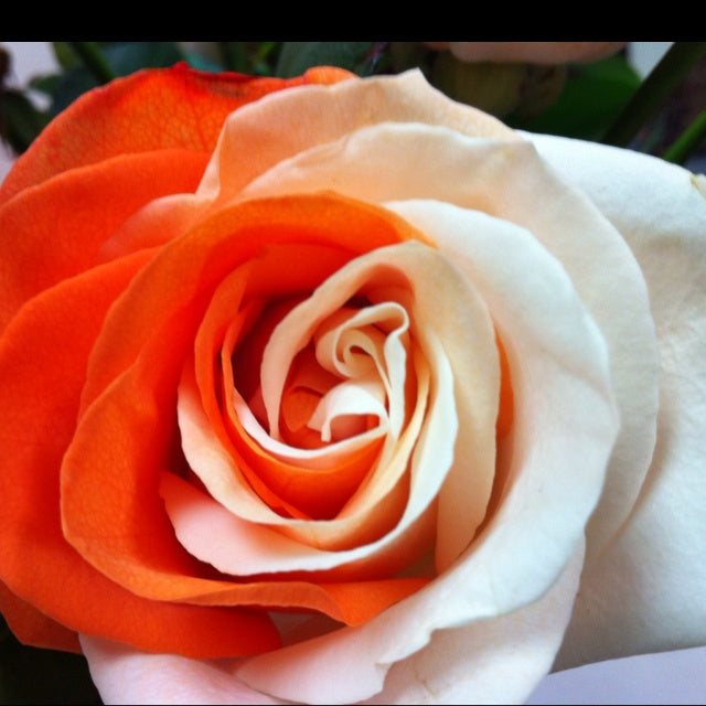 Orange White Rose Flower Seeds for Planting Long Bloom Season Heirloom & GMO Free Seeds for Home Garden
 
 Sale