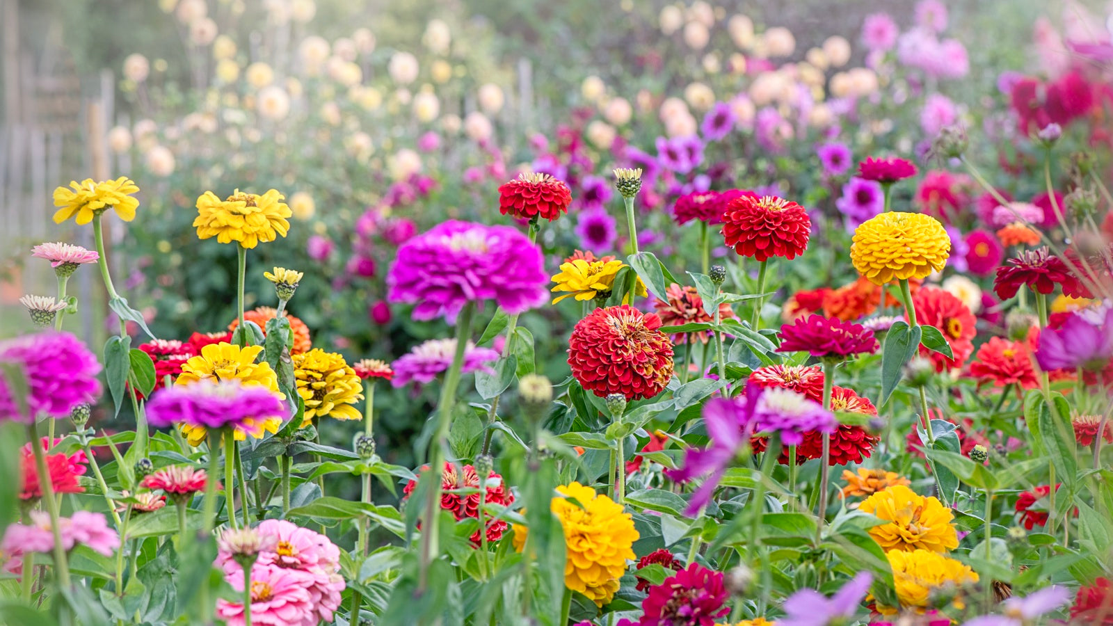 MultiColor Zinnia Flower seeds for Planting Easy to Grow Heirloom & GMO Free Seeds for Home Garden