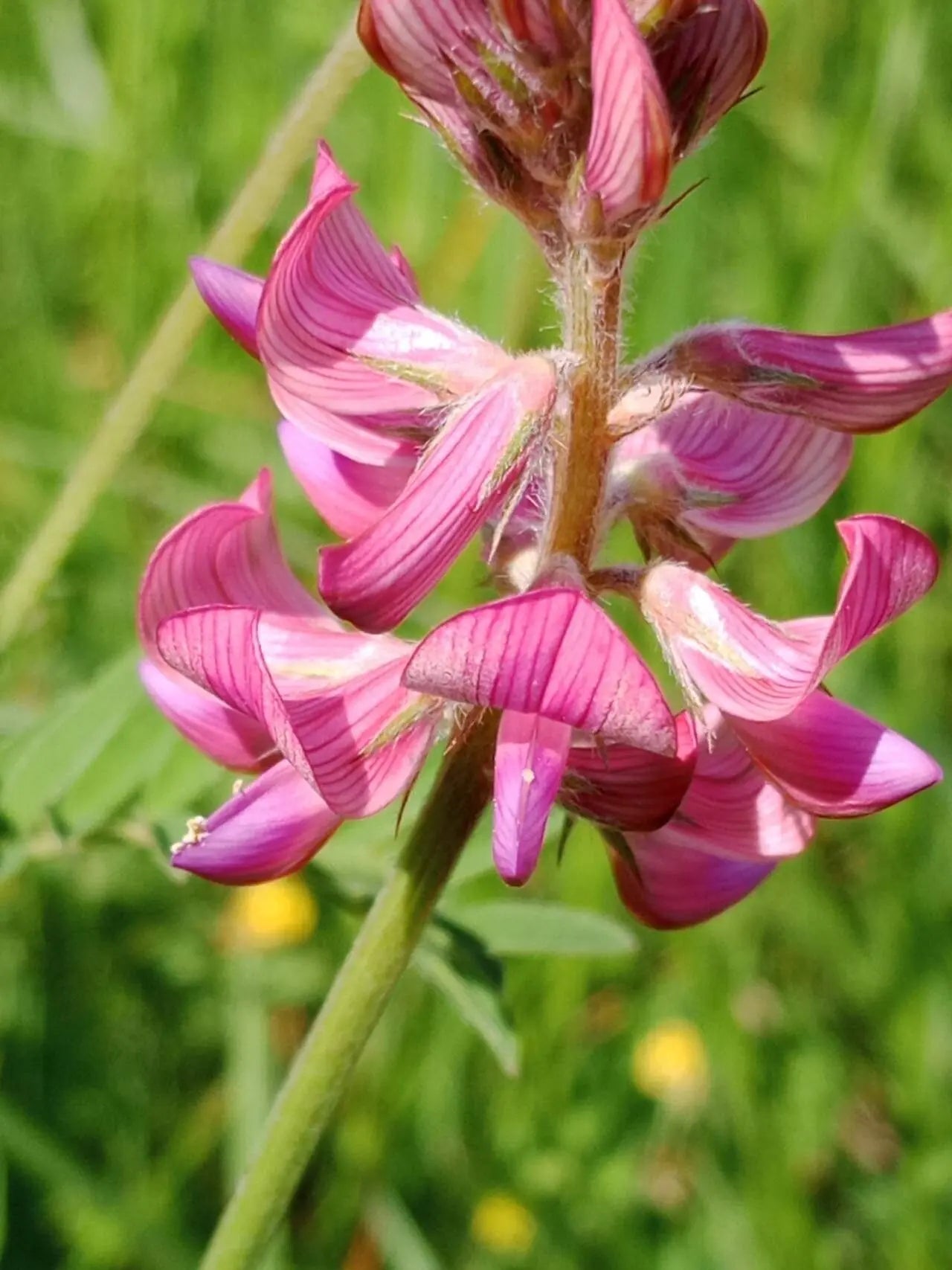 Onobrychis Flower seeds blooming in flower beds, containers, borders, and pollinator-friendly gardens