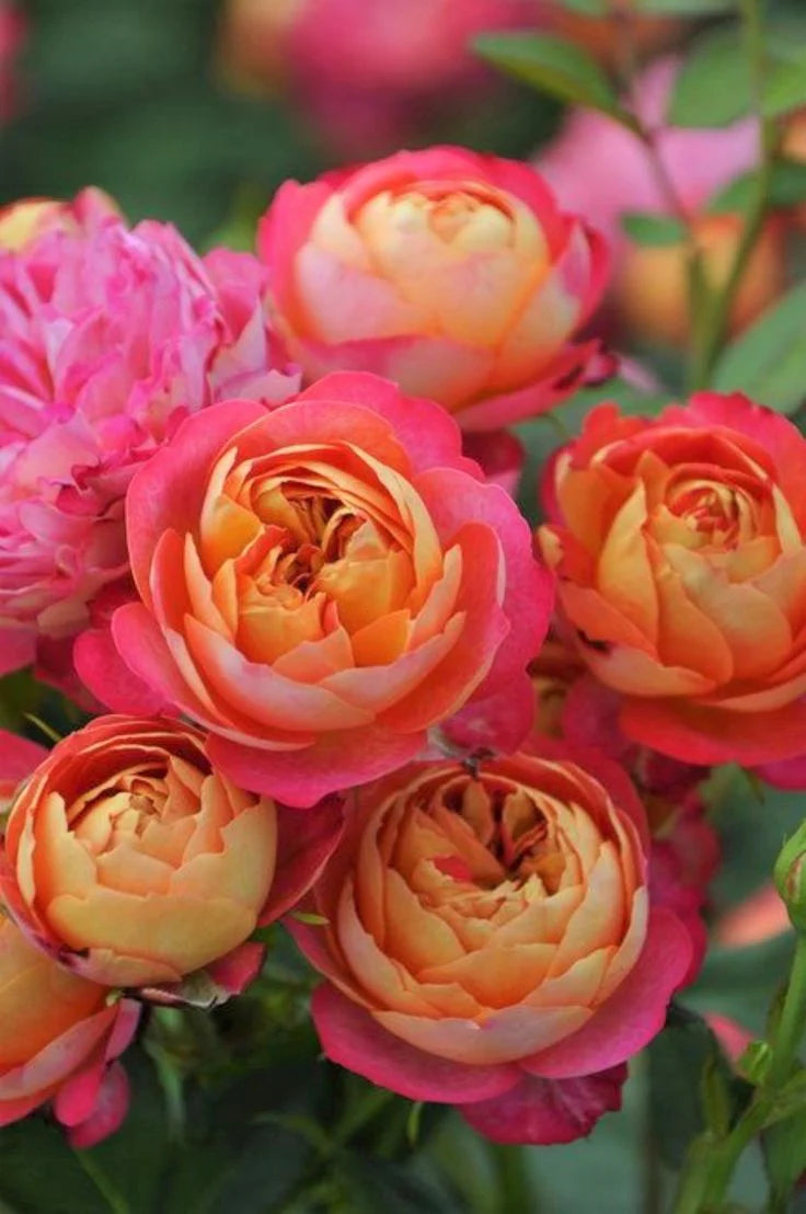 Yellow Pink Climbing Rose for Planting Premium Quality Heirloom & GMO Free Seeds for Home Garden 
 
 Sale