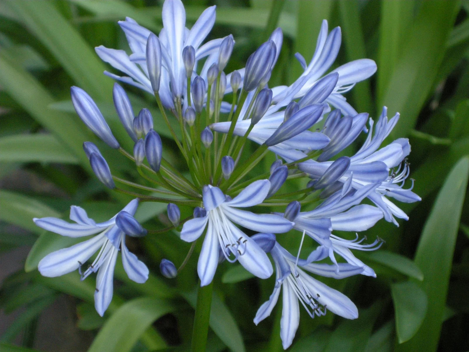 Agapanthus Africanus Flower seeds for Planting - Shade Tolerant, Heirloom & GMO Free Seeds for Home Garden