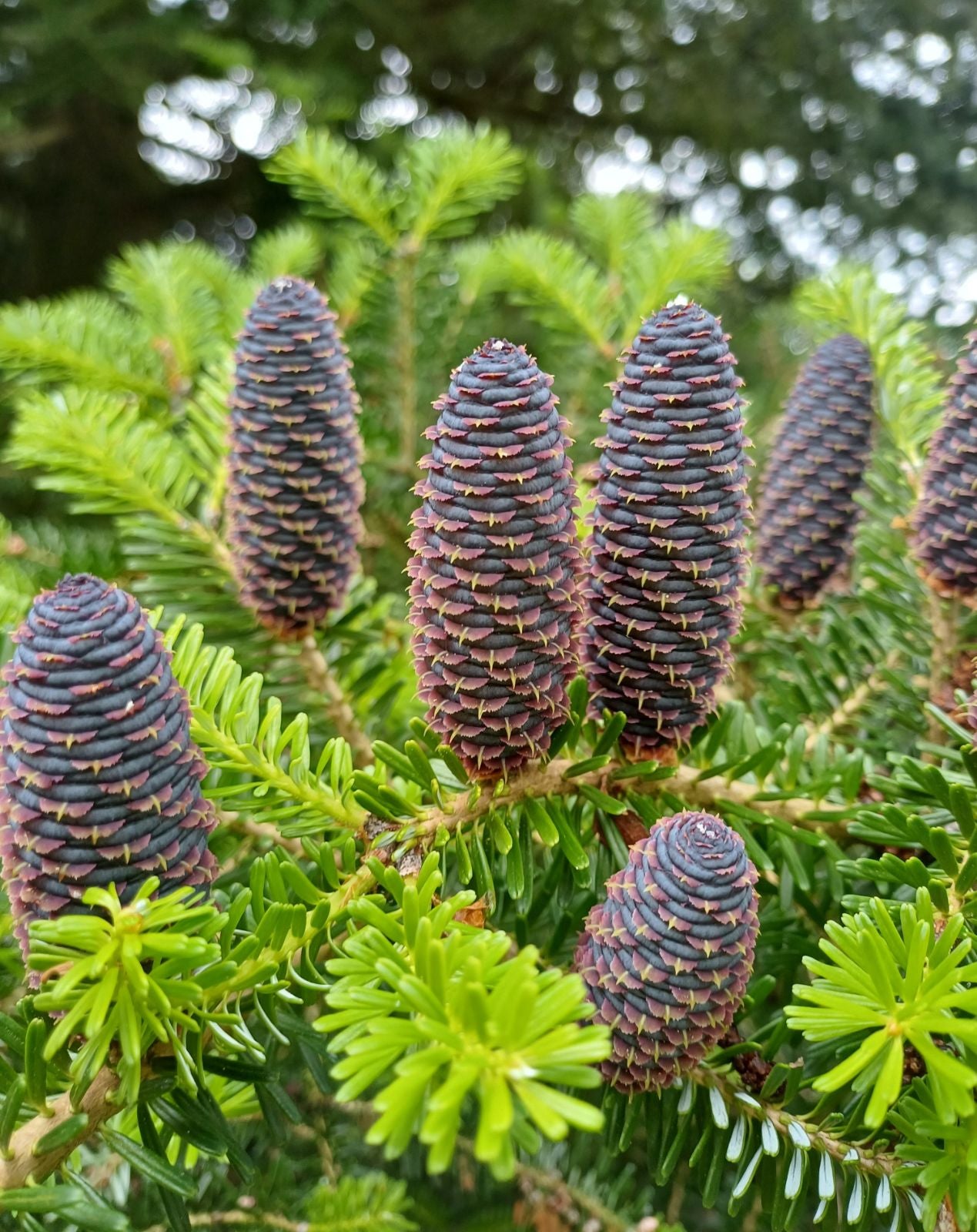 Blue Abies Veitchii Flower seeds for Planting - Garden Favorite, Heirloom & GMO Free Seeds for Home Garden