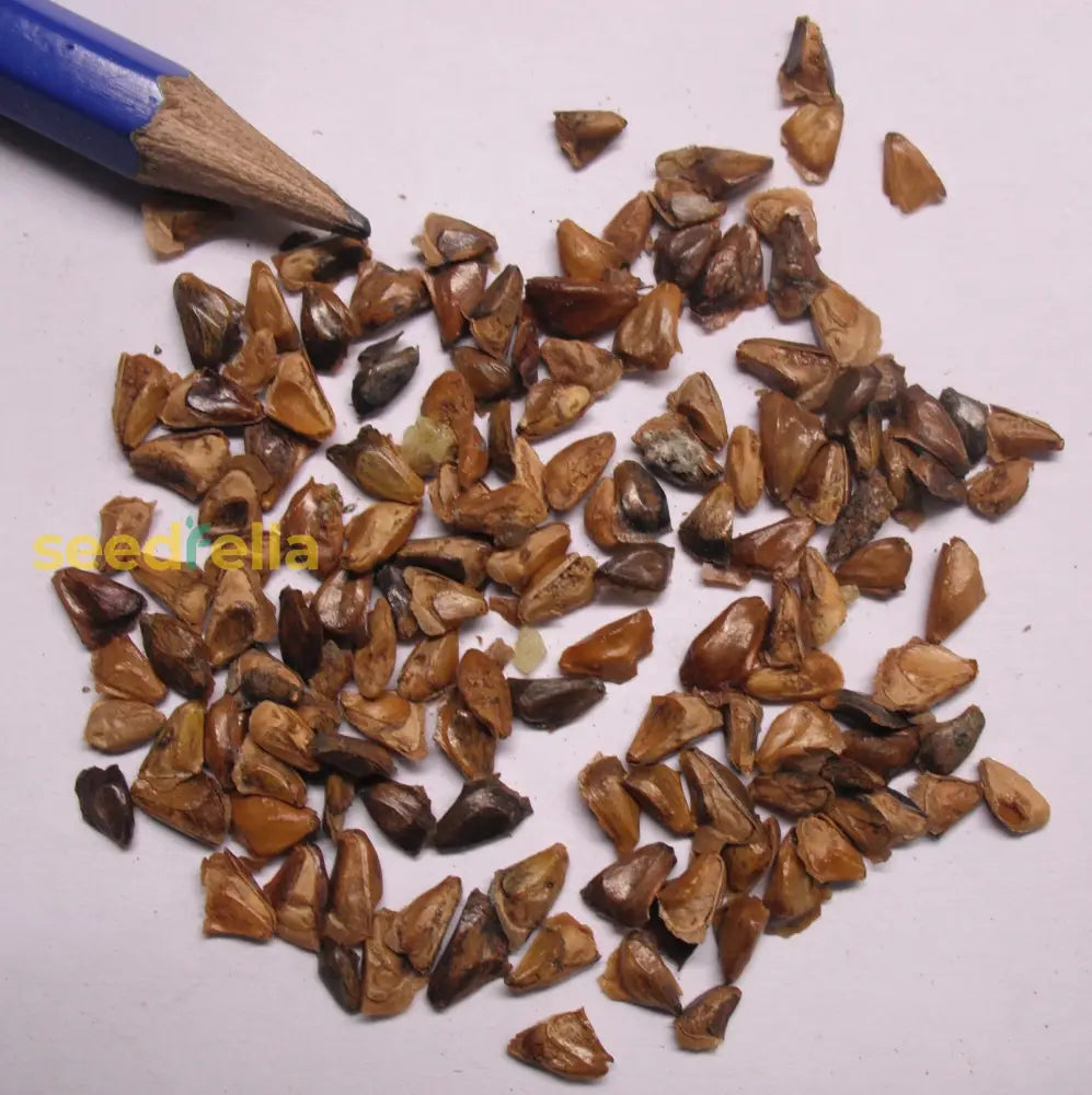 Abies Koreana Seeds For Planting | Korean Fir Tree Plant Seeds