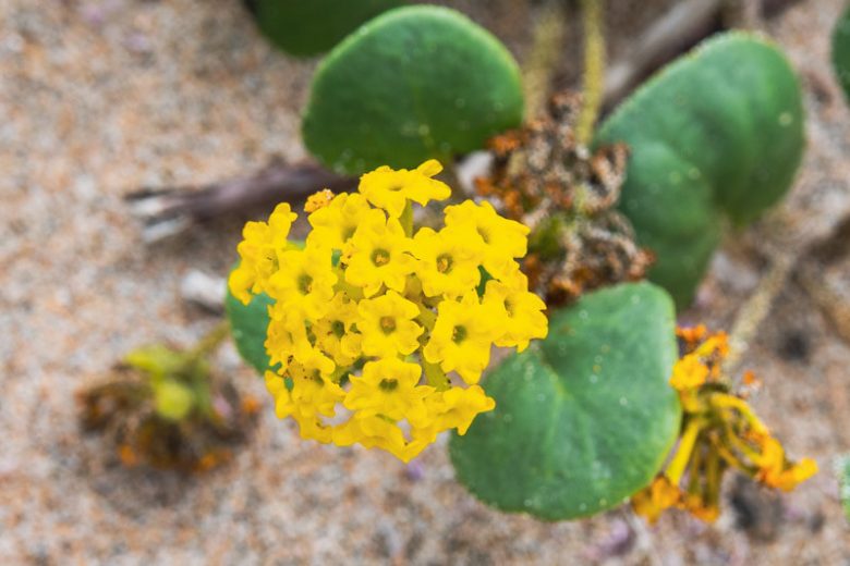 Yellow Verbena Didyma Flower seeds for Planting - Compact Growth, Heirloom & GMO Free Seeds for Home Garden