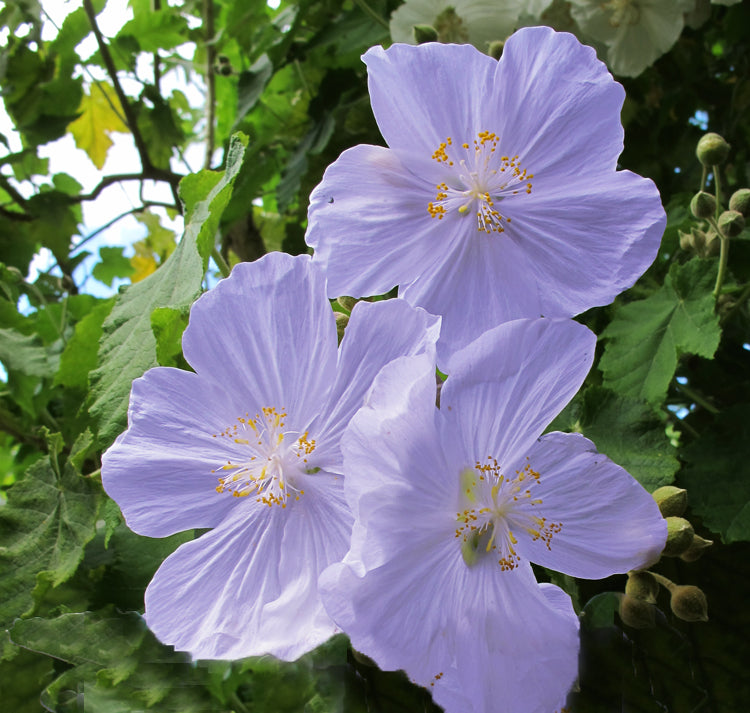 Purple Abutilon seeds for containers and borders
