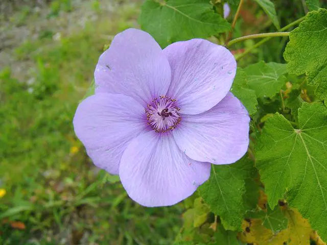 Abutilon Striatum Purple flower seeds for garden planting
