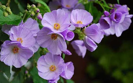 Purple Abutilon Striatum Flower seeds for Planting - Compact Growth, Heirloom & GMO Free Seeds for Home Garden