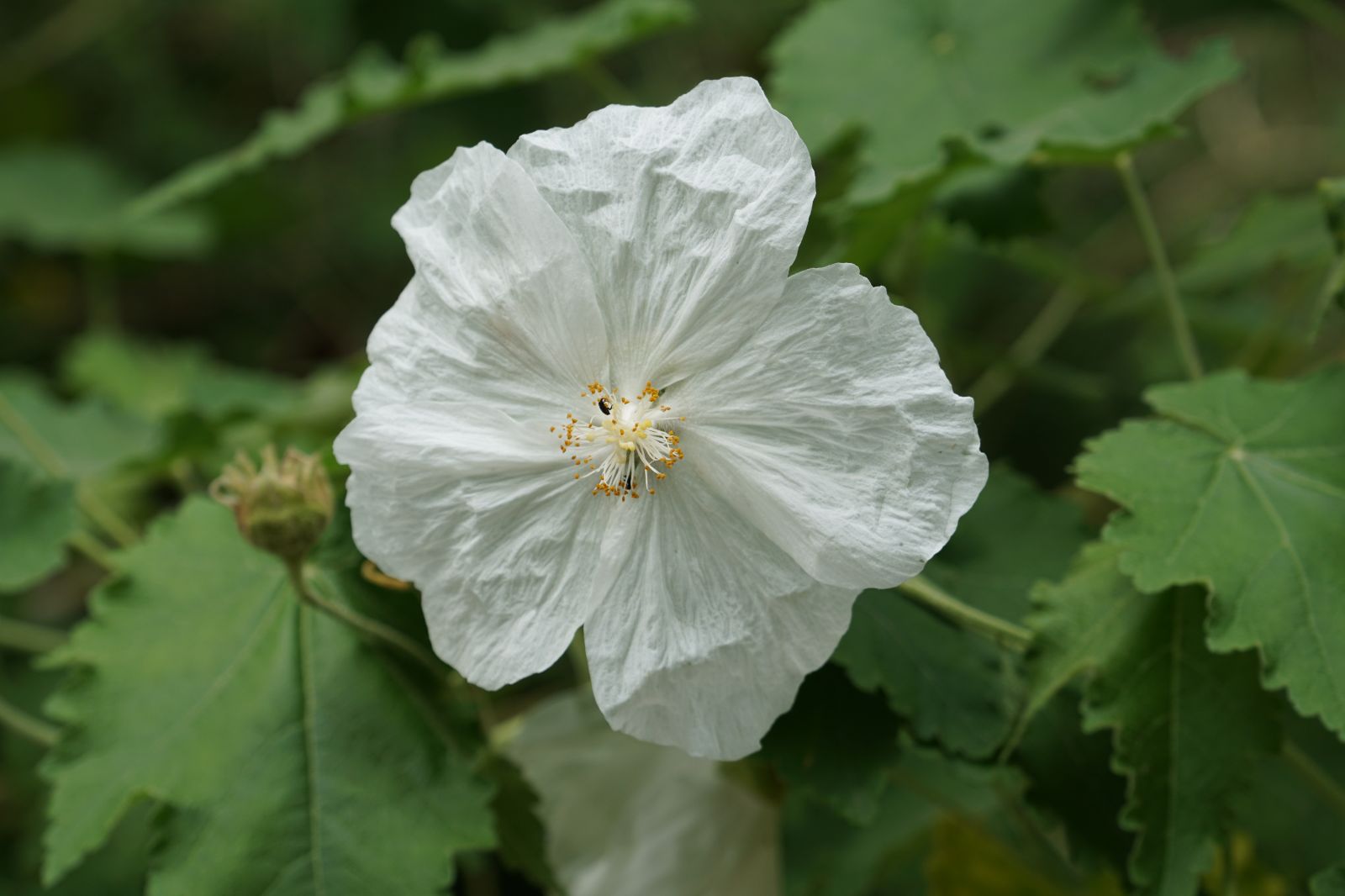 Abutilon Flower seeds for Planting - Seasonal Bloomer, Heirloom & GMO Free Seeds for Home Garden